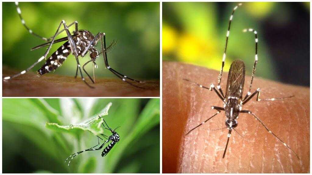 Комары — энциклопедия «вокруг света»