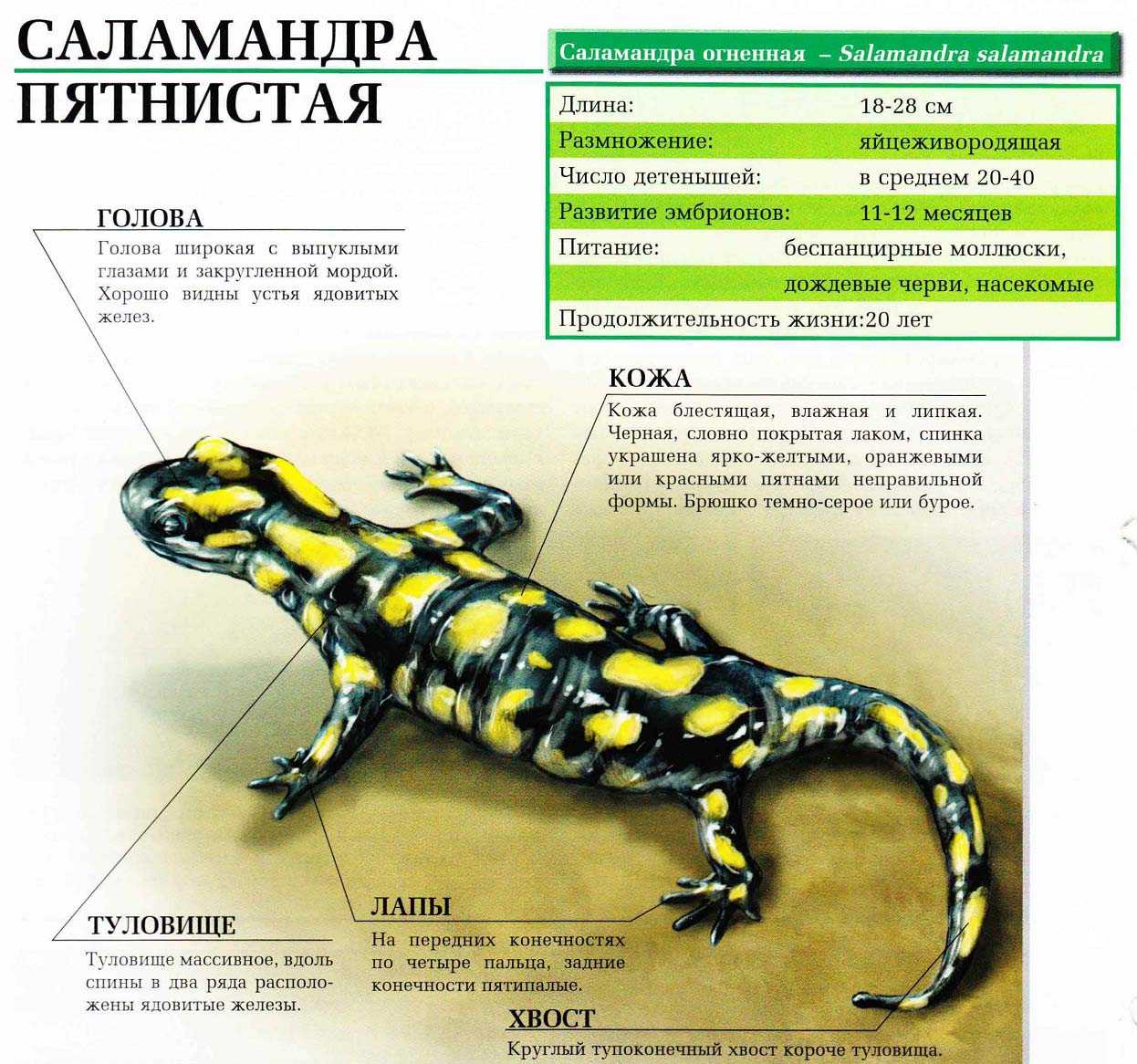 Таблица ящерица и тритон. Огненная саламандра строение тела. Внешнее строение огненной Саламандры. Саламандра описание. Саламандра внутреннее и внешнее строение.