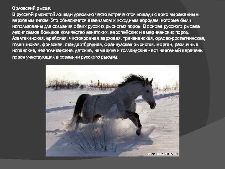 Терская порода лошадей: экстерьер, характер и фото | мои лошадки