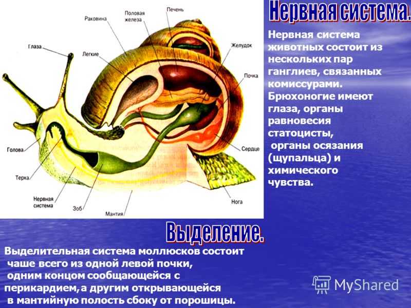 Брюхоногие моллюски или улитки. реферат. биология. 2009-01-12