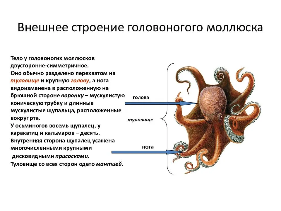 Тип симметрии осьминога. Головоногие моллюски строение 7 класс биология. Внутреннее строение головоногих моллюсков 7 класс. Класс головоногие пищеварительная система. Пищеварительная система головоногих моллюсков схема.
