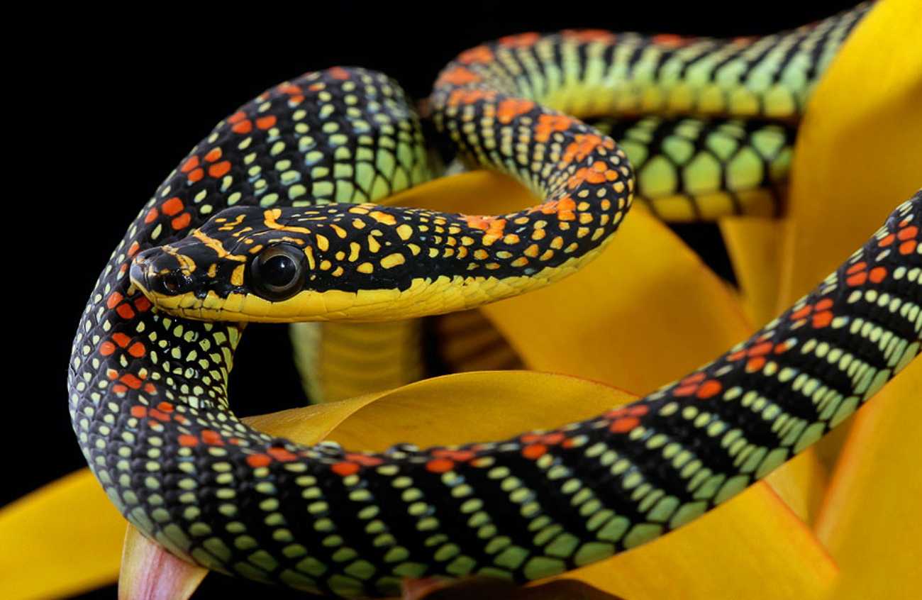 Маленькие змеи: описание, виды, образ жизни и содержание в домашних условиях