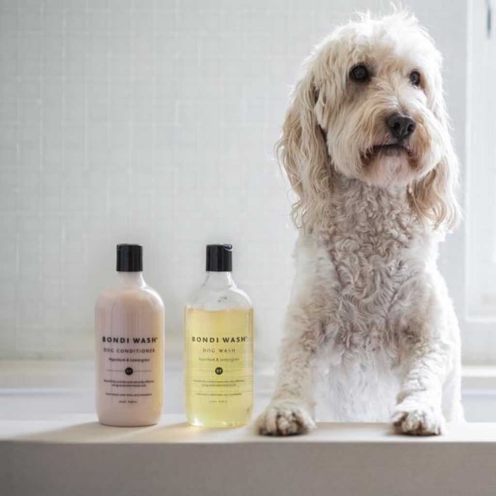 Можно мыть собаку человеческим шампунем. Что если собаку помыть человеческим шампунем. Можно ли мыть собаку человеческим шампунем.