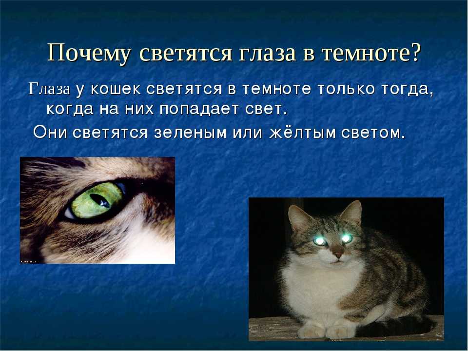 Секреты свечения кошачьих глаз в темноте | блог ветклиники "беланта"