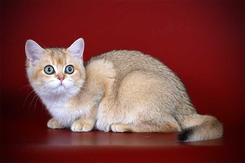 Британская кошка: характер, описание, окрасы и фото