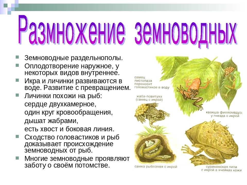 Корм для лягушек австралийская квакша - oozoo.ru
