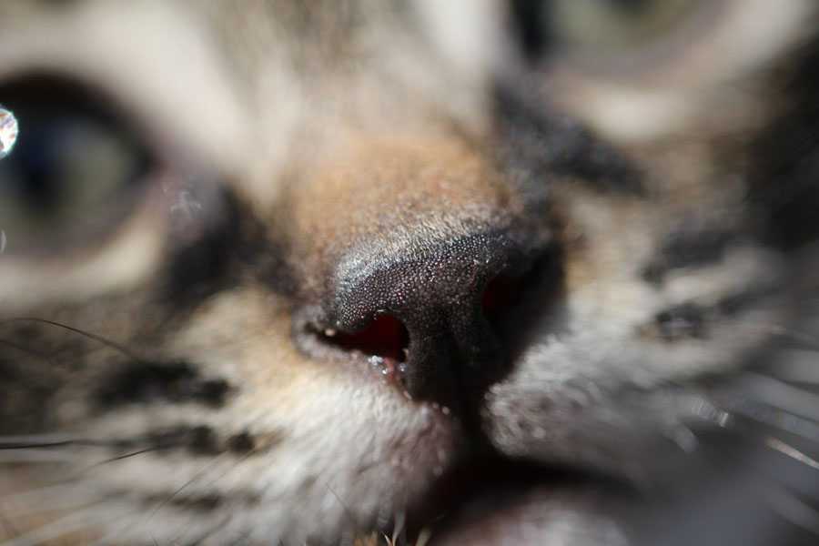 Почему у кошки горячий нос: что значит и что делать?