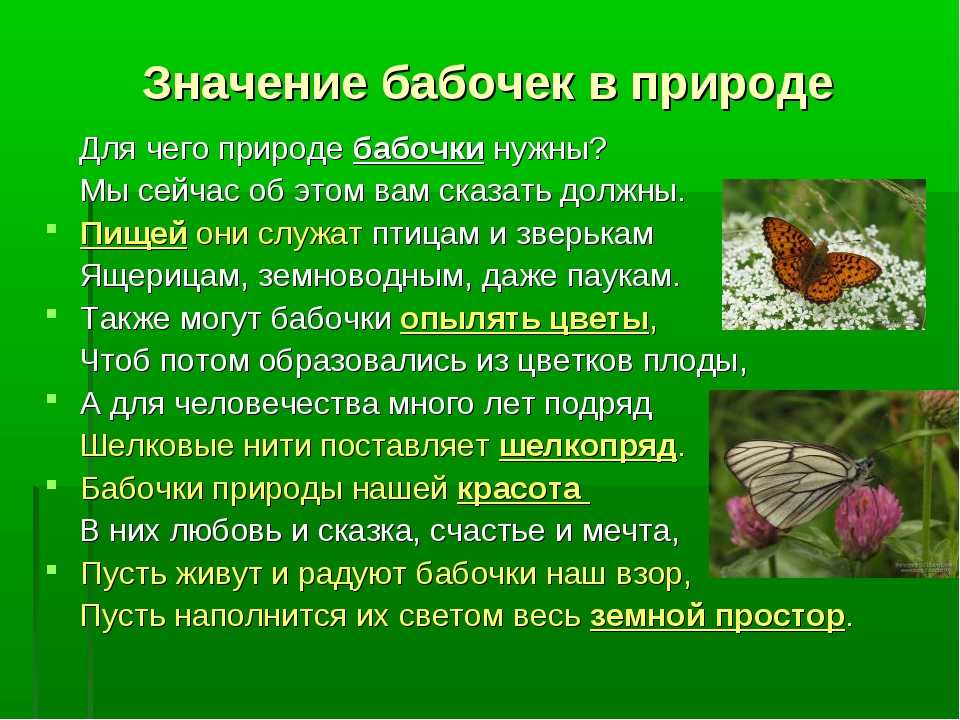Доклад сообщение бабочки