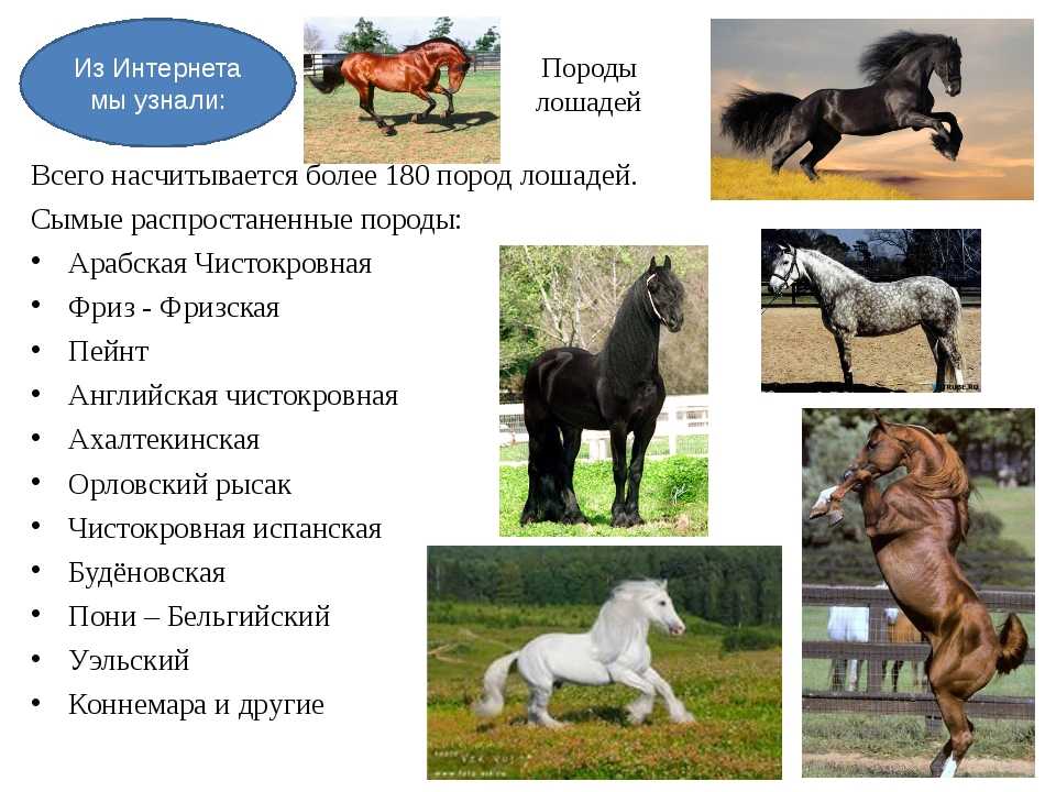 Скакун: скаковые лошади — верховые породы