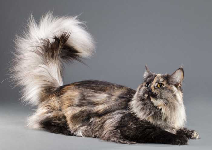 Норвежская лесная кошка: подробное описание породы с фото и видео