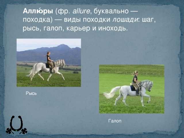 Бег лошади: особенности исполнения и виды аллюров