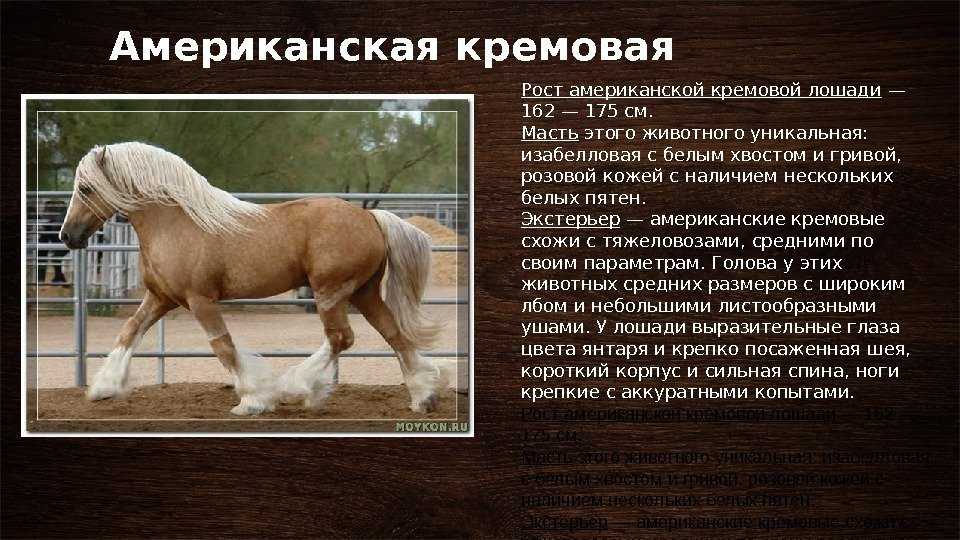 Русские лошади