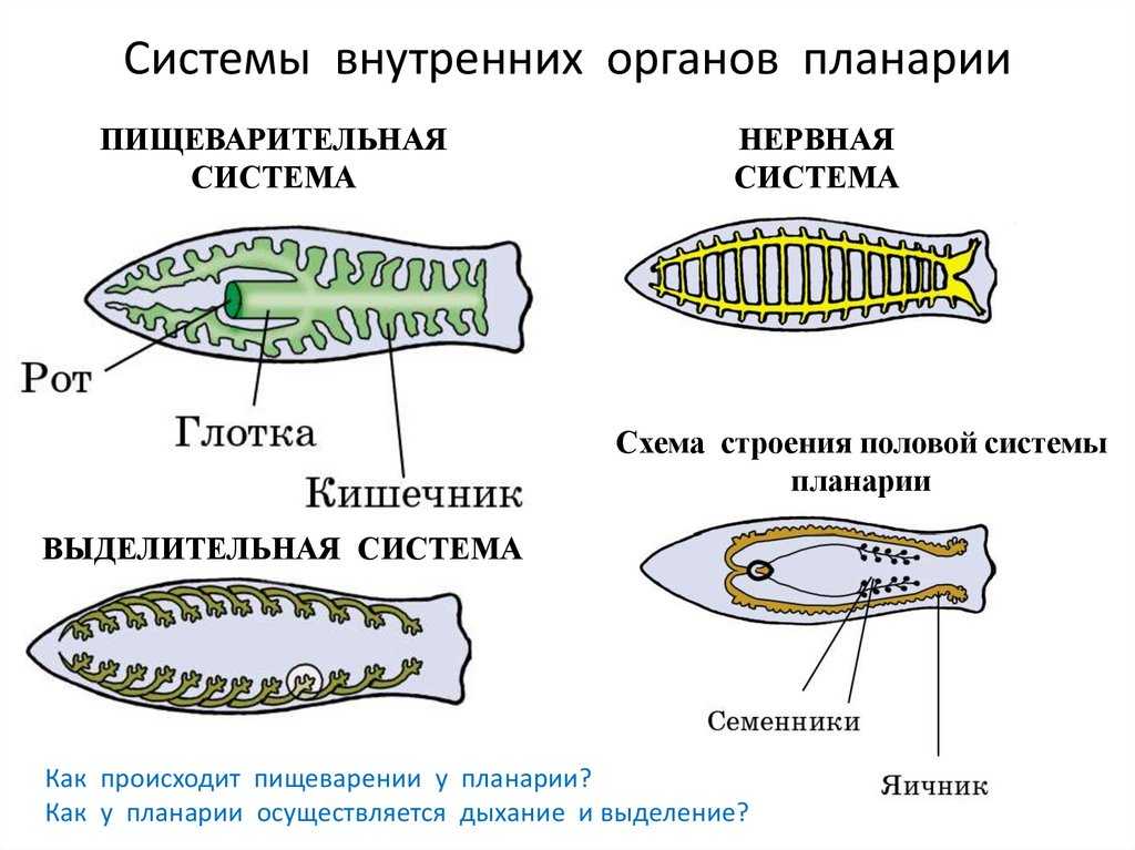 Тип plathelminthes - плоские черви: класс trematoda - трематоды, дигенетические сосальщики отряд