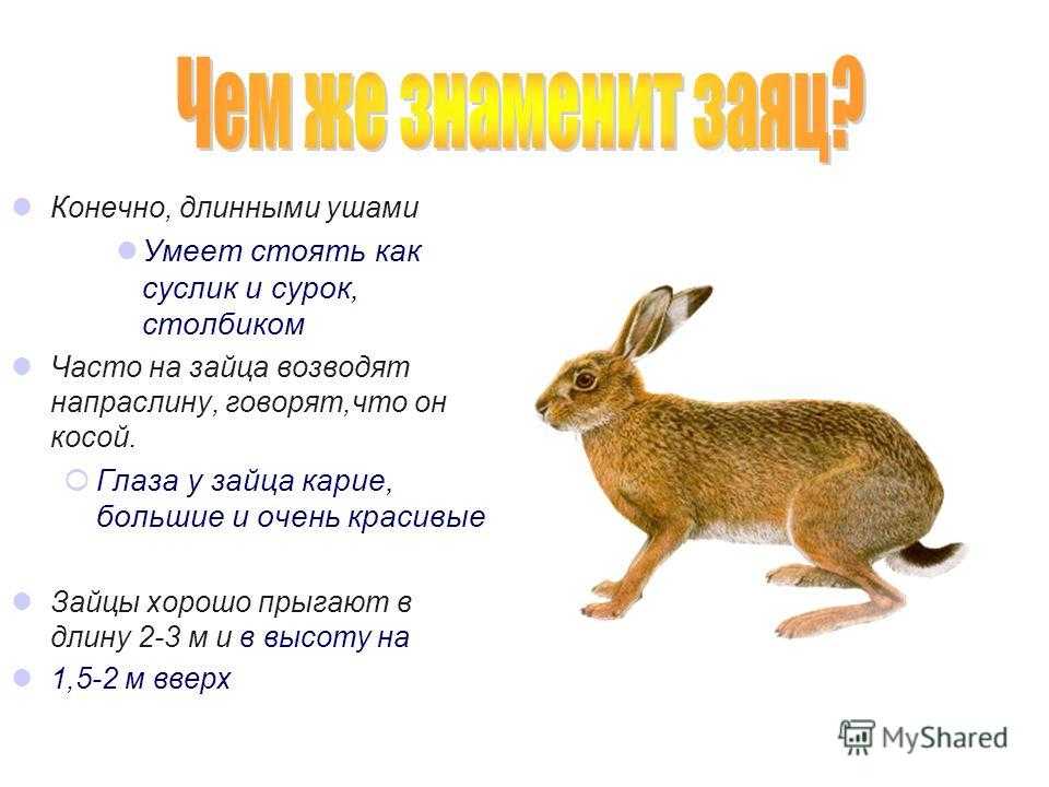 У зайца русака глаза коричневые. Заяц. Заяц картинка с описанием. Презентация про зайца в стихах для детей. Представители отряда зайцеобразных.
