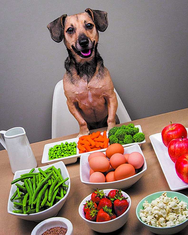 Правила кормления собак, оптимальная частота приема пищи | блог ветклиники "беланта"