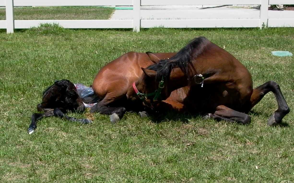 Сколько беременна лошадь