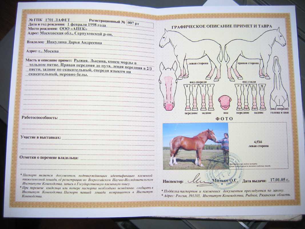 Перевозка лошадей: правила транспортировки, документы и требования