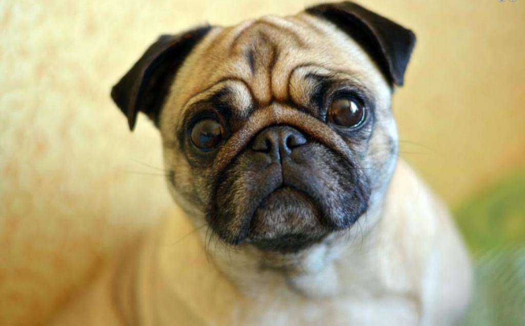 Выпадение глаз у собак — предрасположенные породы, причины, лечение