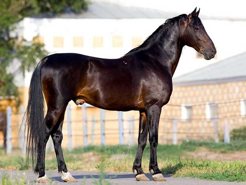 Карачаевская порода лошадей: фото и описание