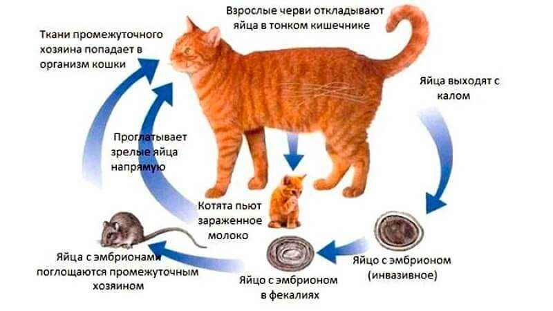 Какими паразитами может заразиться кошка Симптомы инвазии Лечение и профилактика