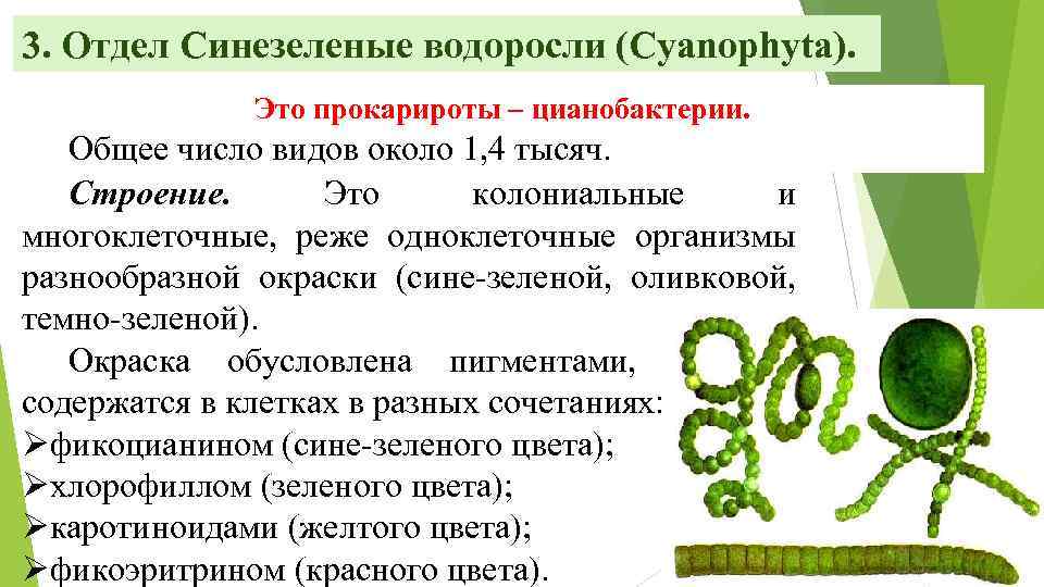 Бурые водоросли - строение и размножение, особенности и причины возникновения :: syl.ru