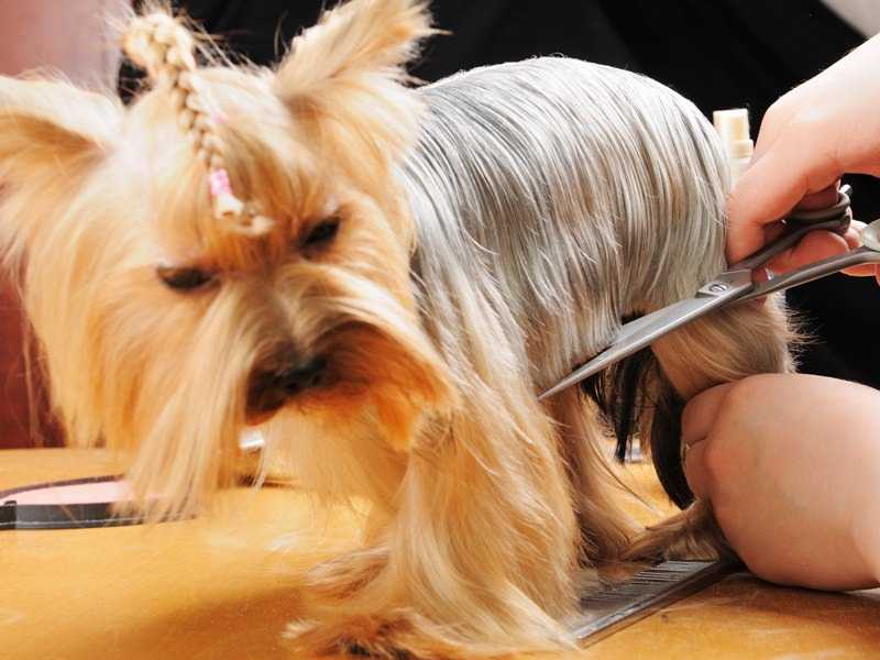 Подстричь собаку в железногорске