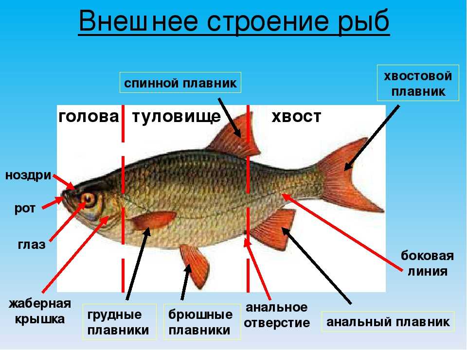 Некоторых рыб. Внешнее строение рыб плавники. Схема внешнего строения рыбы. Рыбы внутреннее строение и внешнее строение. Строение рыбы наружнее и внутреннее.