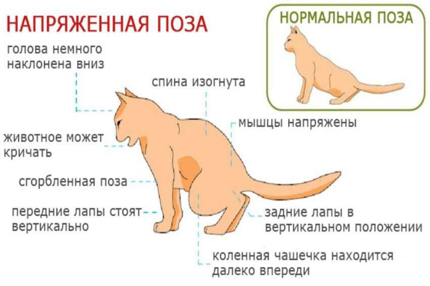 Почему кошка лижет руки хозяину: топ-7 причин
почему кошка лижет руки хозяину: топ-7 причин