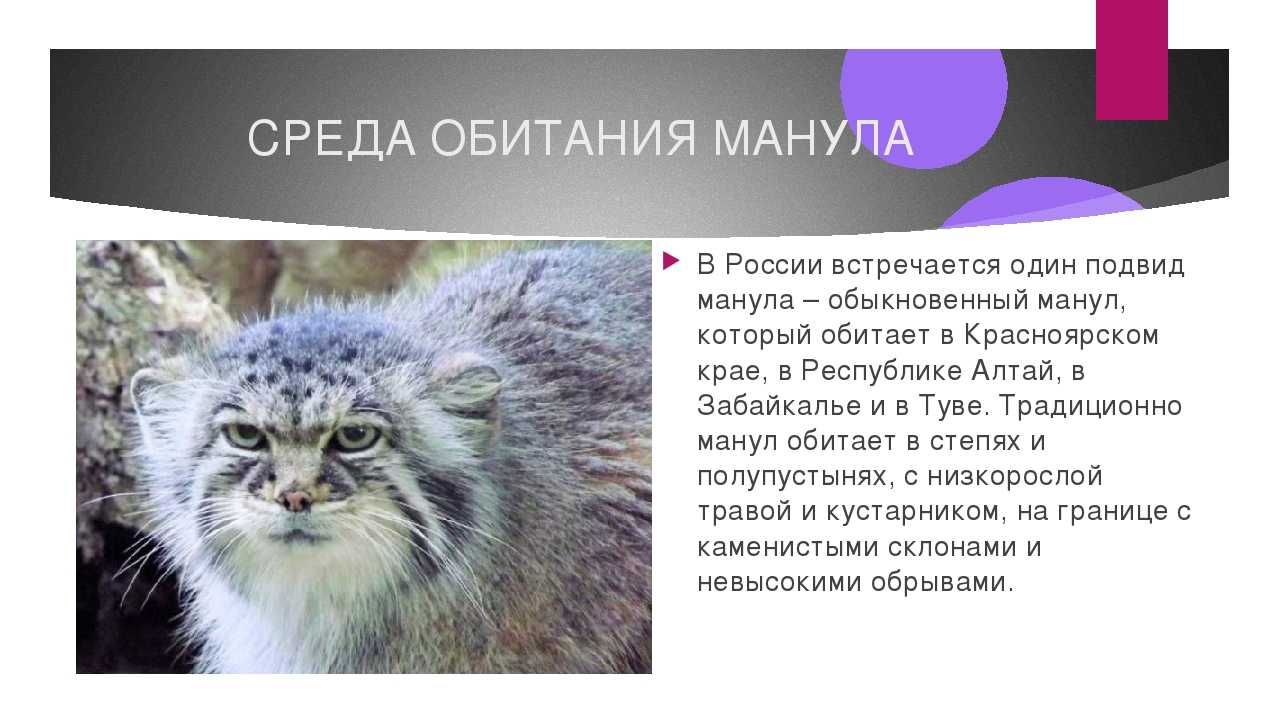 Степной кот: 63 фото дикой кошки felis libyca, описание, виды
