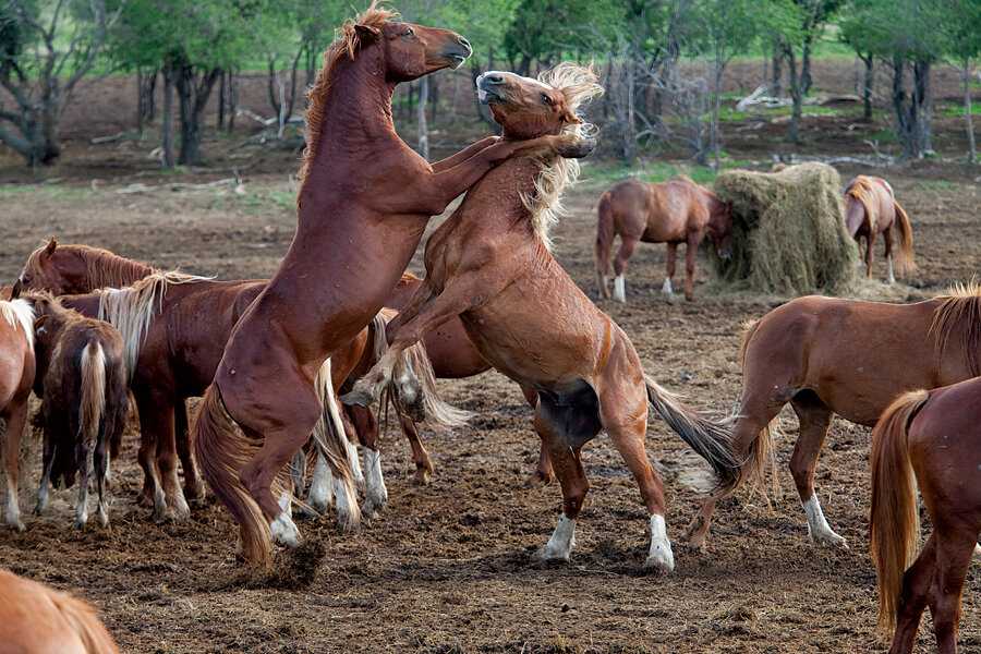 Разведение лошадей: план выращивания породистых лошадей