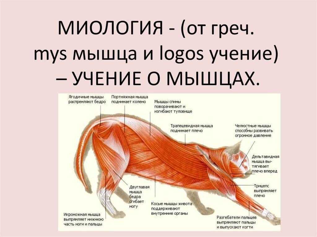 Внешнее строение кошки кратко. Миология мышечная система животных. Миология анатомия животных. Миология мышцы. Анатомия кота мышцы.