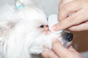 Коричневые выделения у собаки из глаз: причины, симптомы, лечение