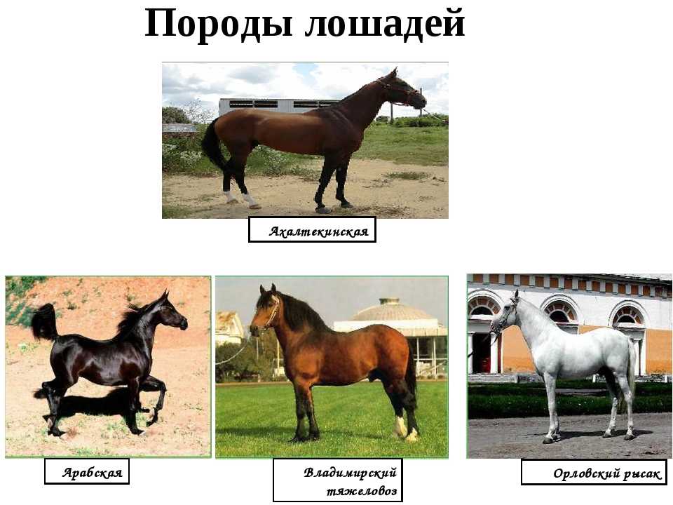 Тяжеловозные породы лошадей