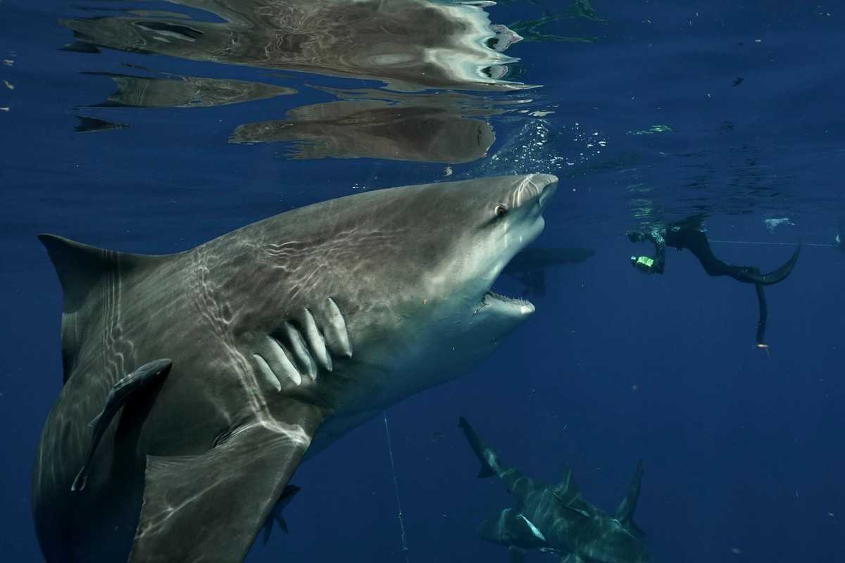 10 удивительных видов акул, о которых мы почти ничего не слышали – zagge.ru
