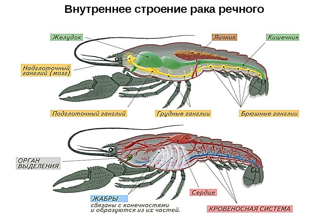 Членистоногие тело разделено на. Внешнее и внутренне строение ракообразных. Внешнее строение членистоногих схема. Внутреннее строение ракообразных. Кровеносная система насекомых и ракообразных.