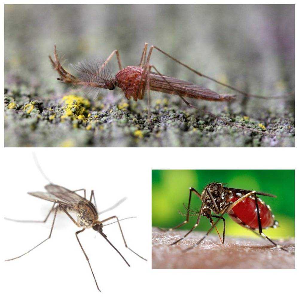 Комар обыкновенный: сколько живет в квартире и природе, цикл развития, чем питается