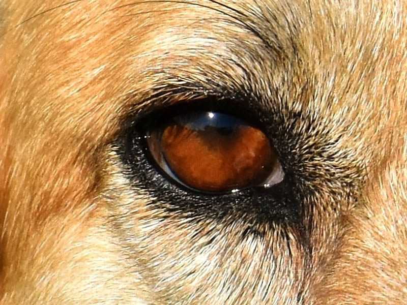 8 причин почему собака щурит глаза | ваши питомцы