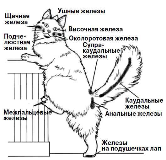 Строение кошачьих конечностей: как устроены передние и задние ноги, что такое лапа у кошки, сколько когтей у котов?