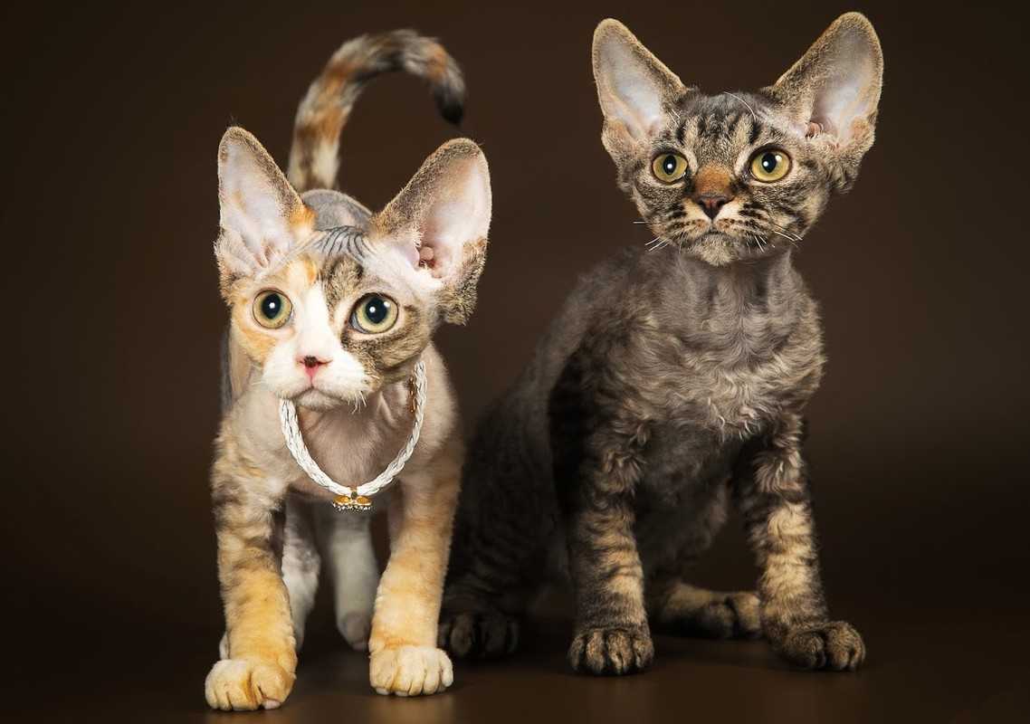 Девон рекс: характеристика и особенности породы - мир кошек
