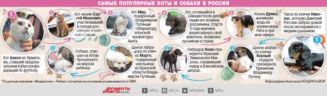 Клички для животных мальчика и девочку: 2000+ интересных русских имён на 2022 год