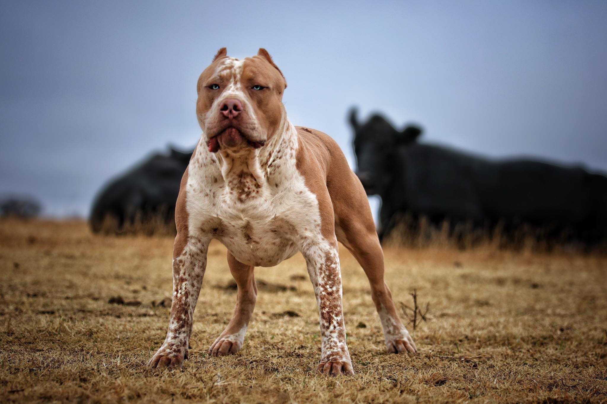 Самая страшная собака в мире - лидирующие позиции. самая страшная порода собак в мире по мнению собаководов :: syl.ru