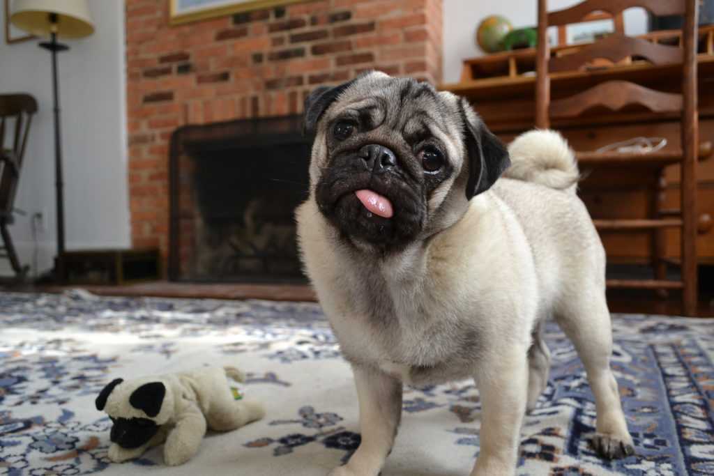 Топ-10 самых ласковых собак в мире: фото, особенности породы