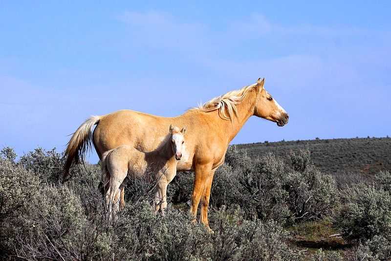 Мустанги — свободные лошади диких прерий