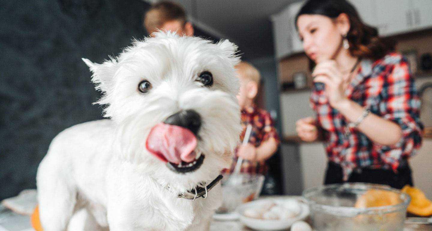 Можно ли собакам давать соль: в чем ее польза и вред, сколько и как добавлять в пищу