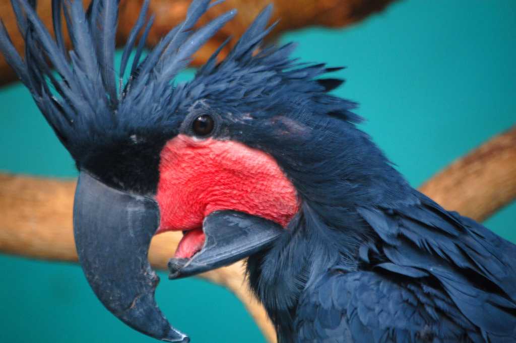 Интересные факты о попугаях, образ жизни, виды, питание, размножение, разведение – удивительные факты