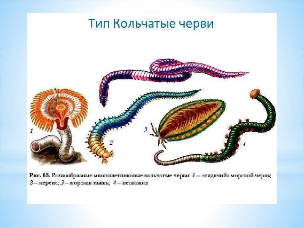 Тип круглые черви. строение, внутренние системы, сравнение с другими типами червей