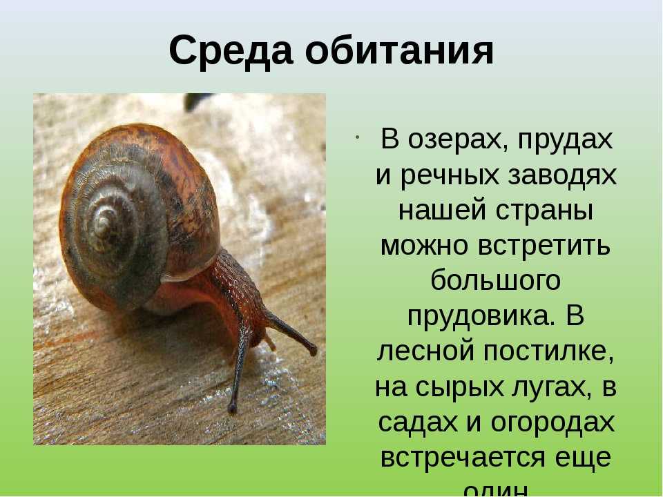 Большой прудовик: характеристика, среда обитания, размножение :: syl.ru