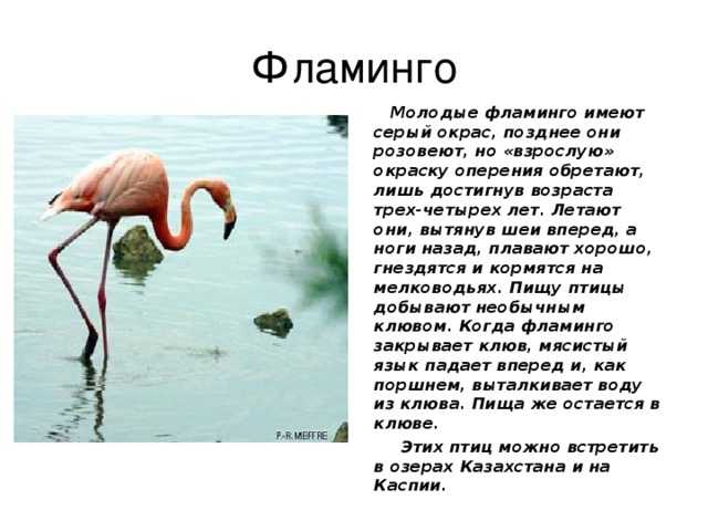 Фламинго: описание, виды, среда обитания, что едят, враги и образ жизни | планета животных