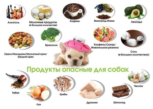 Собака - существо плотоядное, поэтому основой корма должны служить белковые продукты: мясо, главным образом сырое, молочные продукты, яйца На кашках и супчиках хорошего щенка не вырастишь