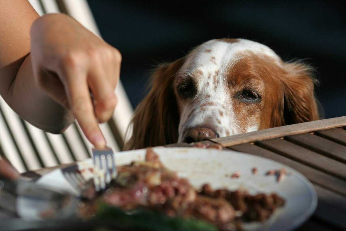 Причины, по которым собакам не подходит еда со стола хозяина Чем опасно формирование у собаки неправильной привычки выпрашивать еду, нарушение режима питания
